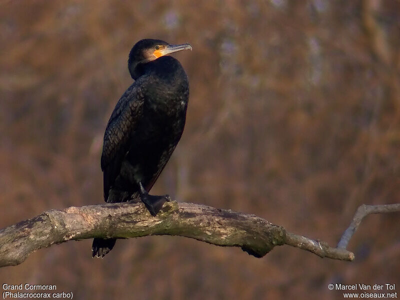 Great Cormorant