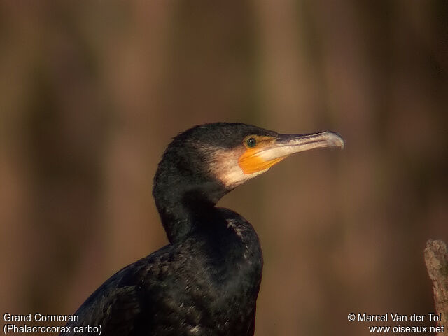 Great Cormorant