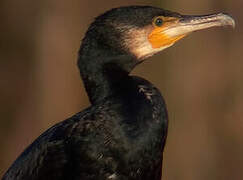 Great Cormorant