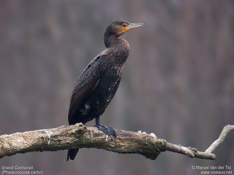 Great Cormorant