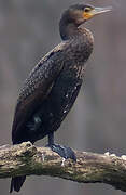 Great Cormorant