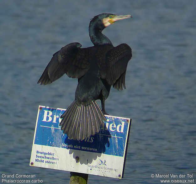 Grand Cormoranadulte