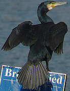 Great Cormorant