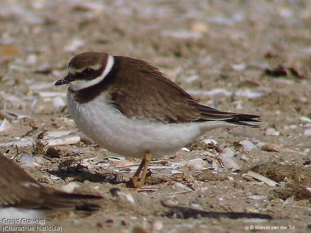 Common Ringed Plover