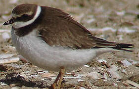 Common Ringed Plover