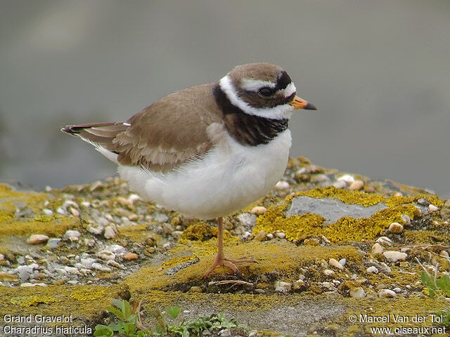 Common Ringed Ploveradult