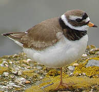 Common Ringed Plover