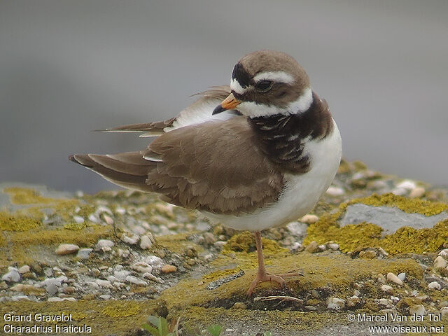 Common Ringed Ploveradult