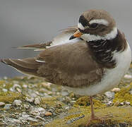 Common Ringed Plover