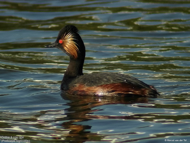 Black-necked Grebe