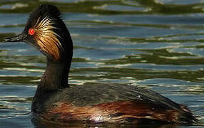 Black-necked Grebe