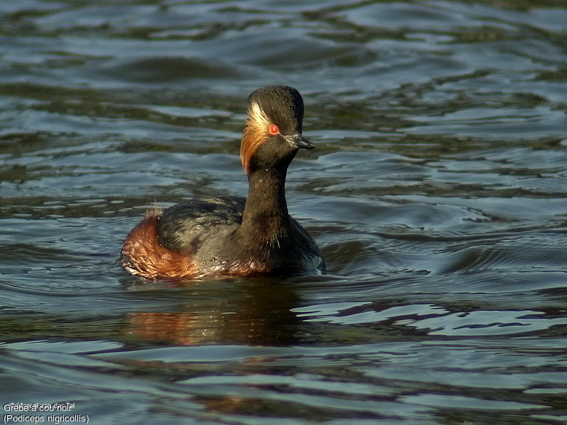 Black-necked Grebe