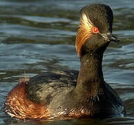 Black-necked Grebe