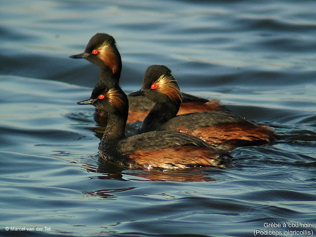 Black-necked Grebe