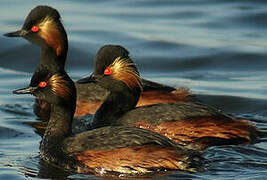 Black-necked Grebe