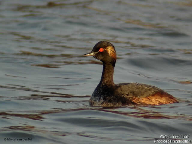 Black-necked Grebe