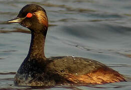 Black-necked Grebe