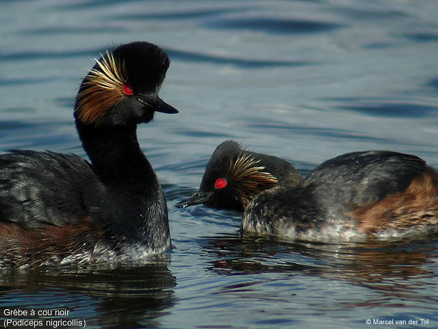 Black-necked Grebe