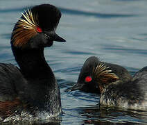 Black-necked Grebe