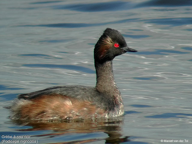 Black-necked Grebe