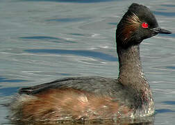 Black-necked Grebe