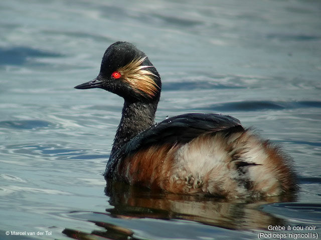 Black-necked Grebe