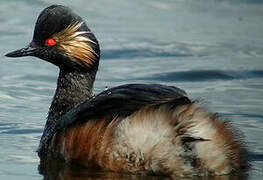 Black-necked Grebe