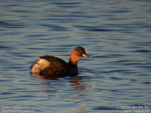 Little Grebe