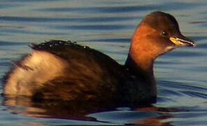 Little Grebe