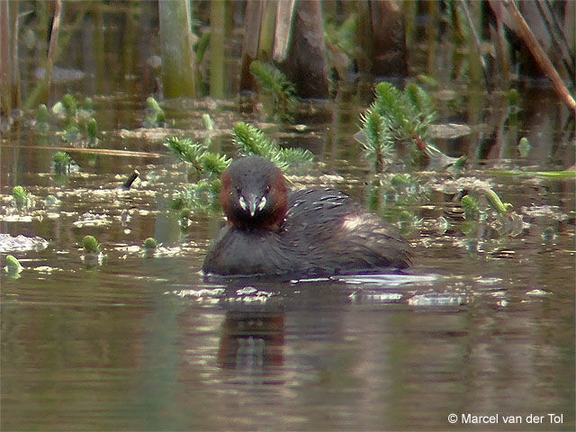 Little Grebe