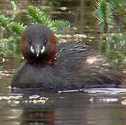 Little Grebe