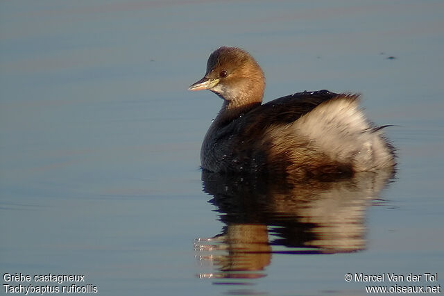 Little Grebe