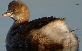 Little Grebe