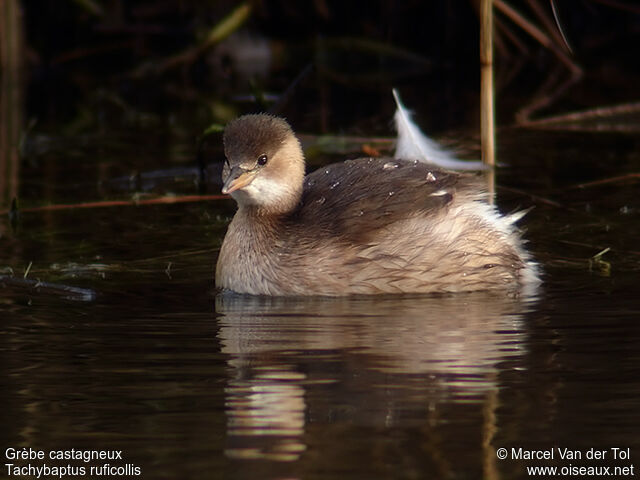 Little Grebe