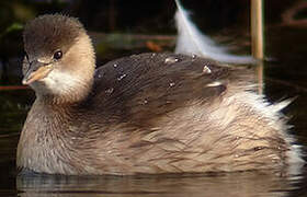 Little Grebe