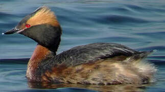 Horned Grebe