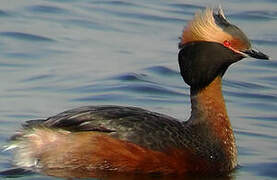 Horned Grebe