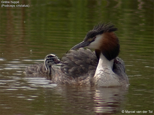 Great Crested Grebe