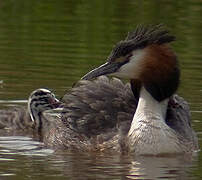 Great Crested Grebe