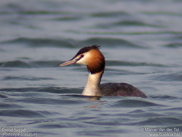 Great Crested Grebe