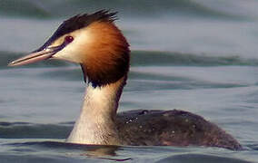 Great Crested Grebe