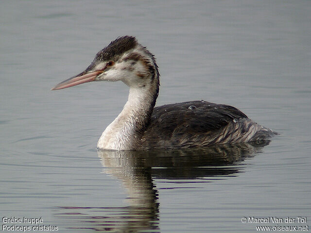 Great Crested Grebe