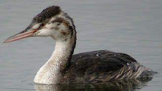 Great Crested Grebe