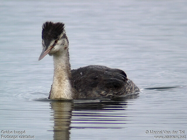 Great Crested Grebe