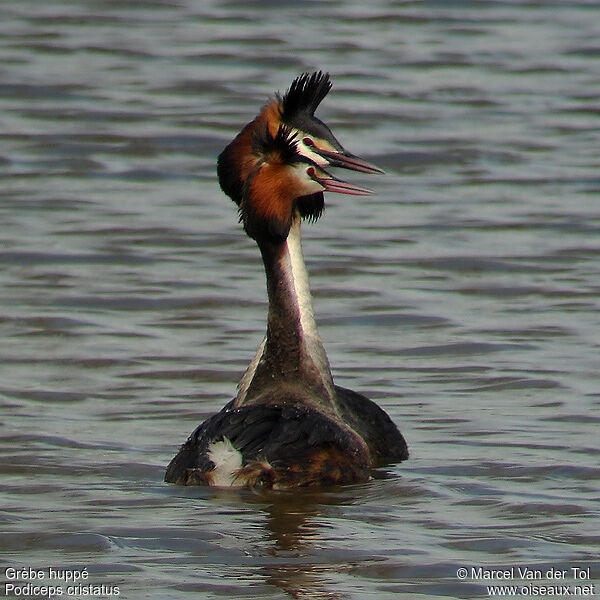 Great Crested Grebe adult