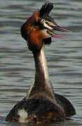 Great Crested Grebe