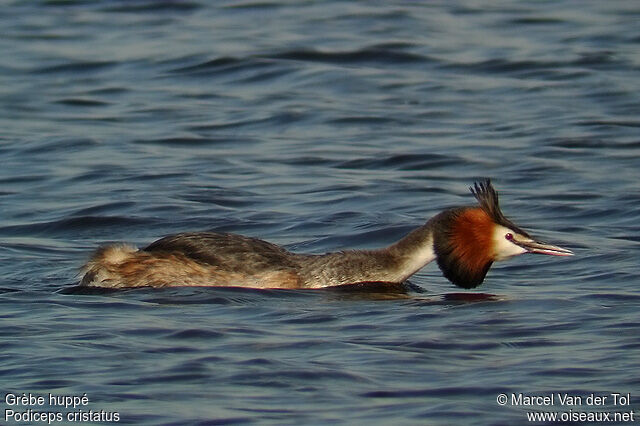 Great Crested Grebeadult