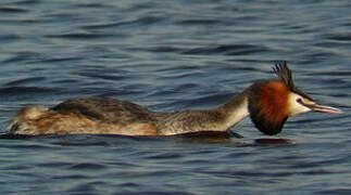 Great Crested Grebe