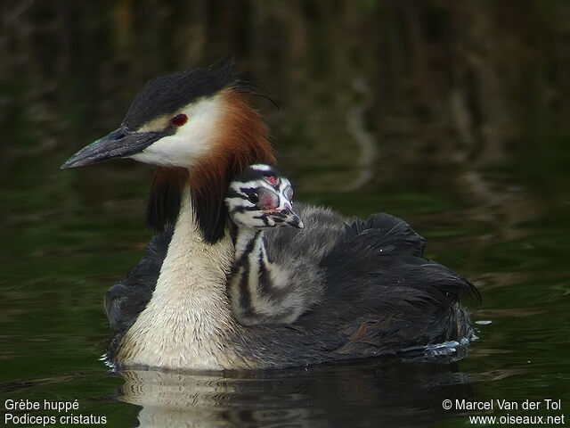 Great Crested Grebe