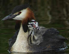 Great Crested Grebe